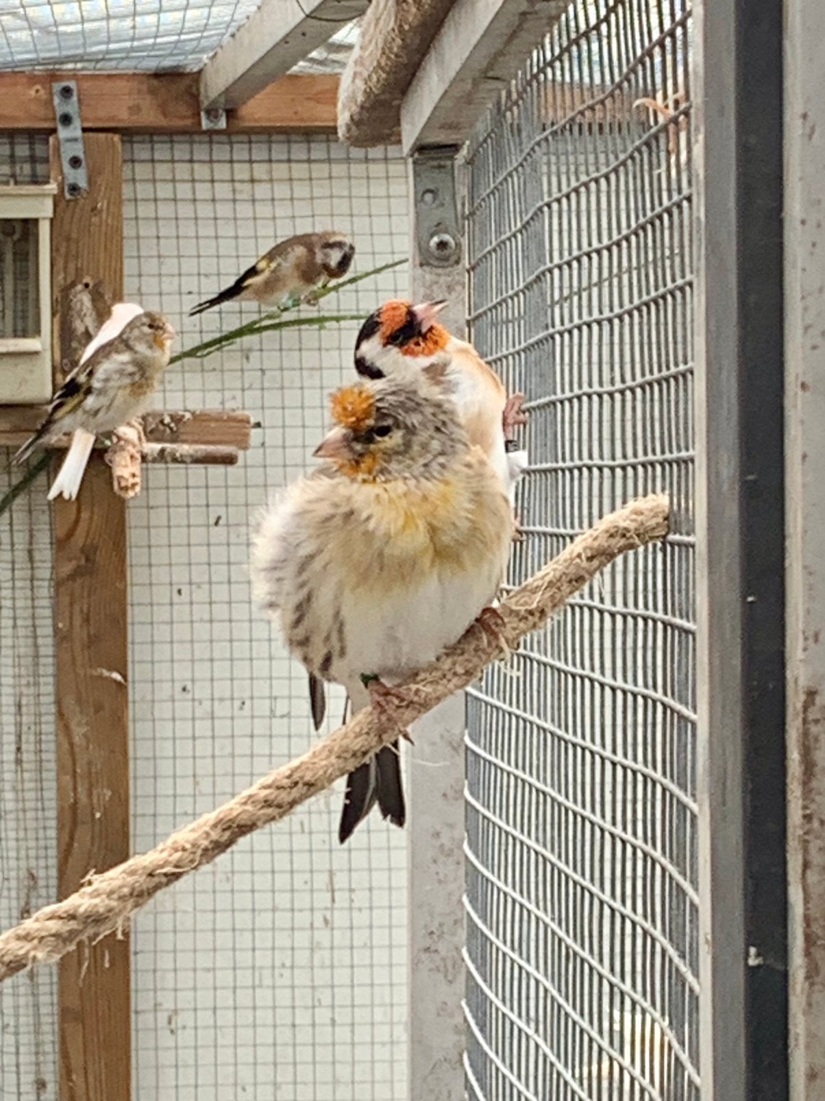 Bastaard putters te Koop 6 stuks van 2026, Dieren en Toebehoren, Vogels | Kanaries, Mannelijk, Bastaard