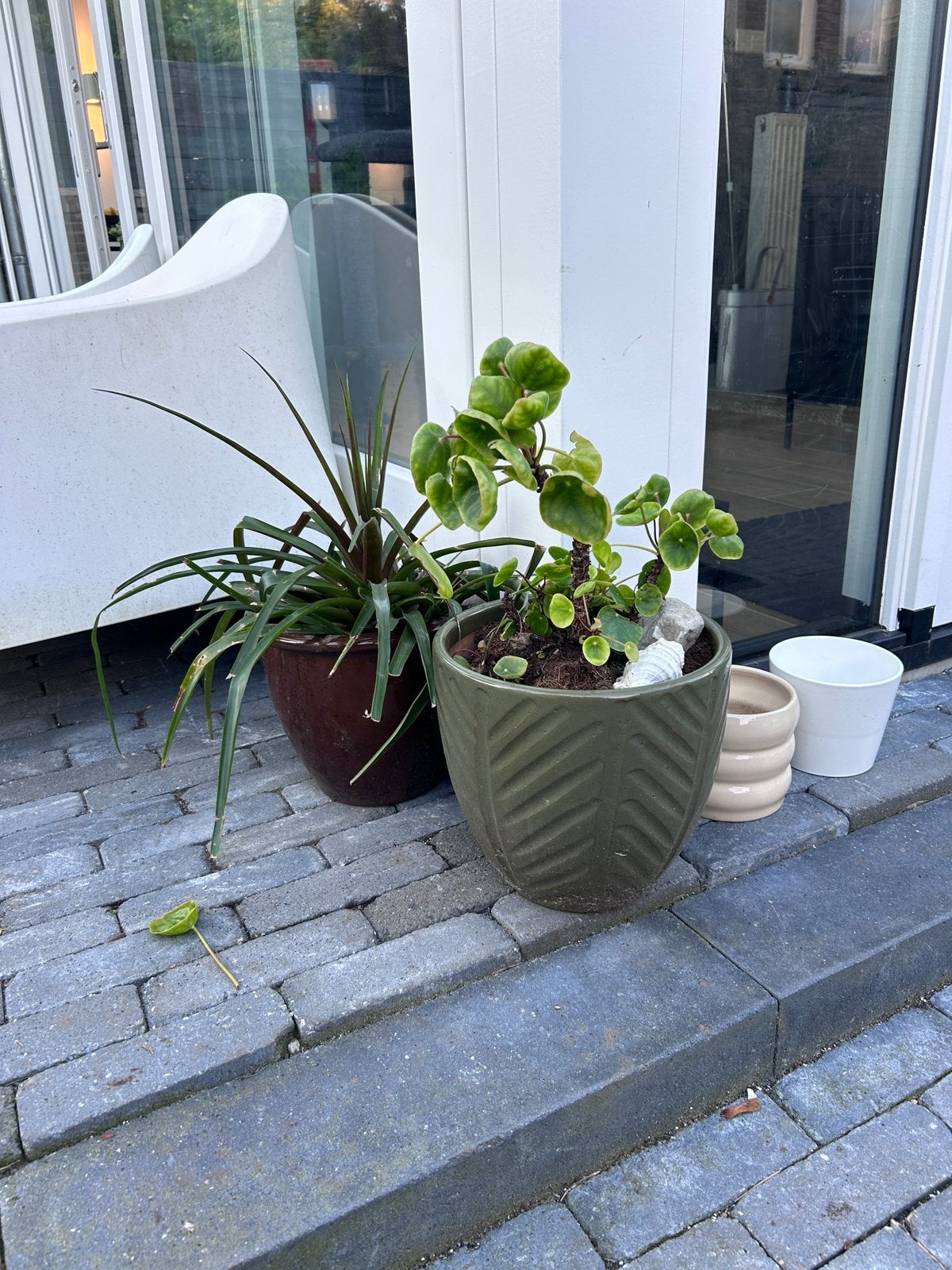 2 kamerplanten in pot, Ophalen, Palm, Halfschaduw, In pot
