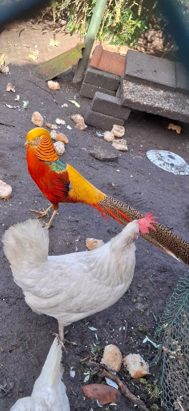 goudfazant, Dieren en Toebehoren, Meerdere dieren, Eend
