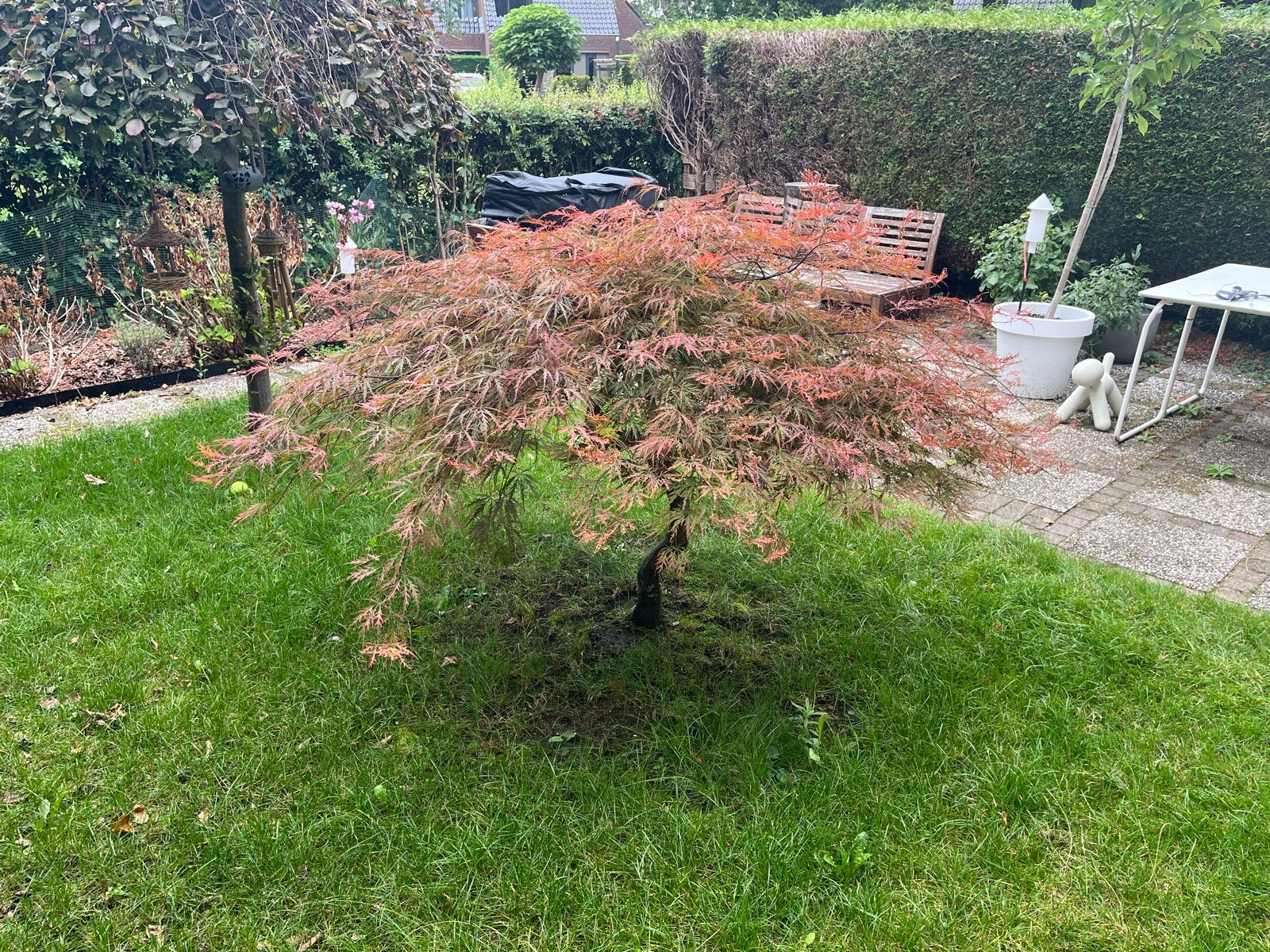 Prachtige Japanse Esdoorn (Acer Palmatum), Ophalen, Halfschaduw, Overige soorten, 100 tot 250 cm