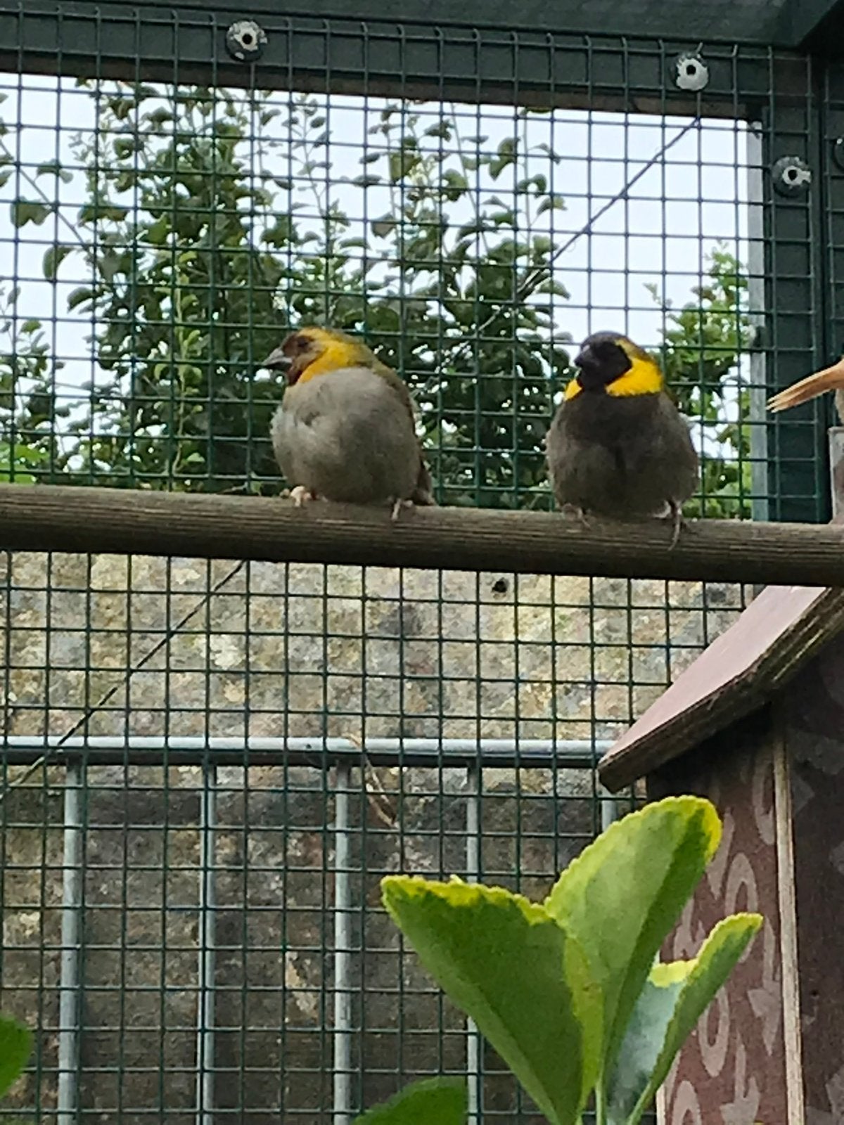 Koppel kleine cuba vinken, Dieren en Toebehoren, Vogels | Overige Vogels, Meerdere dieren, Tropenvogel, Geringd