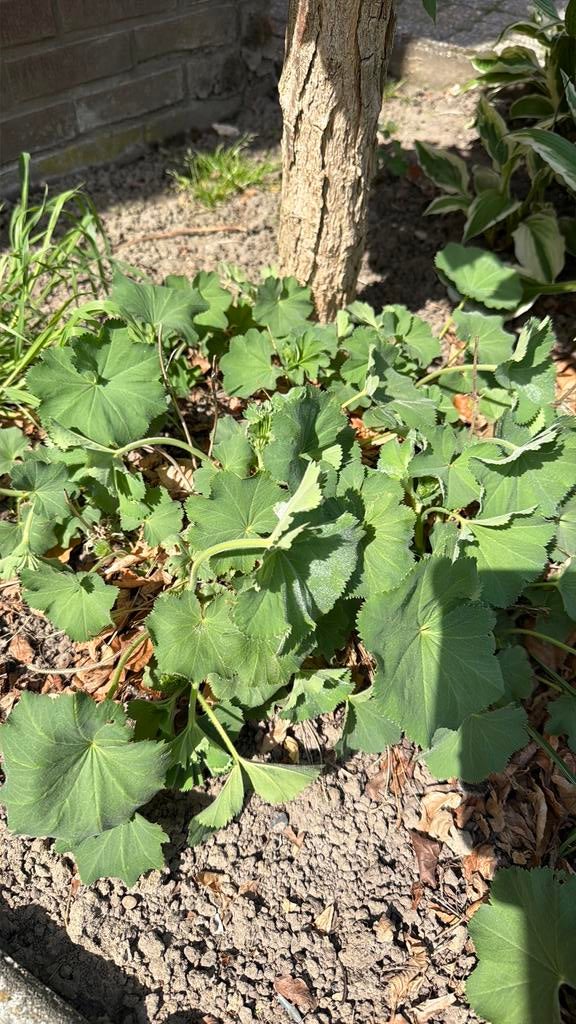 Gratis: Vrouwenmantel - Alchemilla Mollis, Volle zon, Vaste plant, Zomer, Ophalen