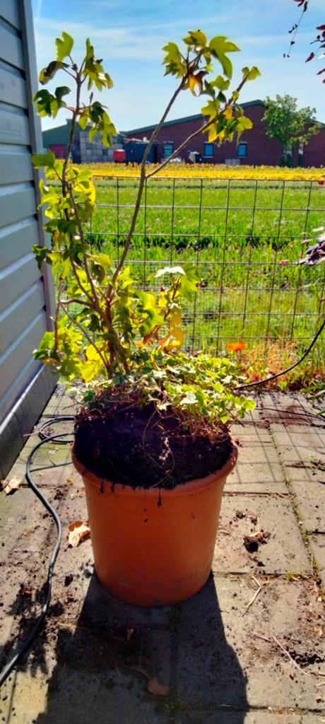 Hedera 2 soorten in 1, Verzenden, Bloeit niet, Klimplanten, Halfschaduw
