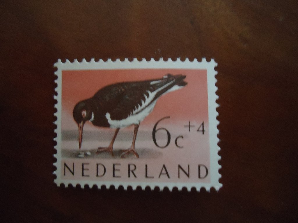 Vogel scholekster Nederland 1961, mi. 761 postfris, Postzegels en Munten, Ophalen of Verzenden, Postfris, Dier of Natuur