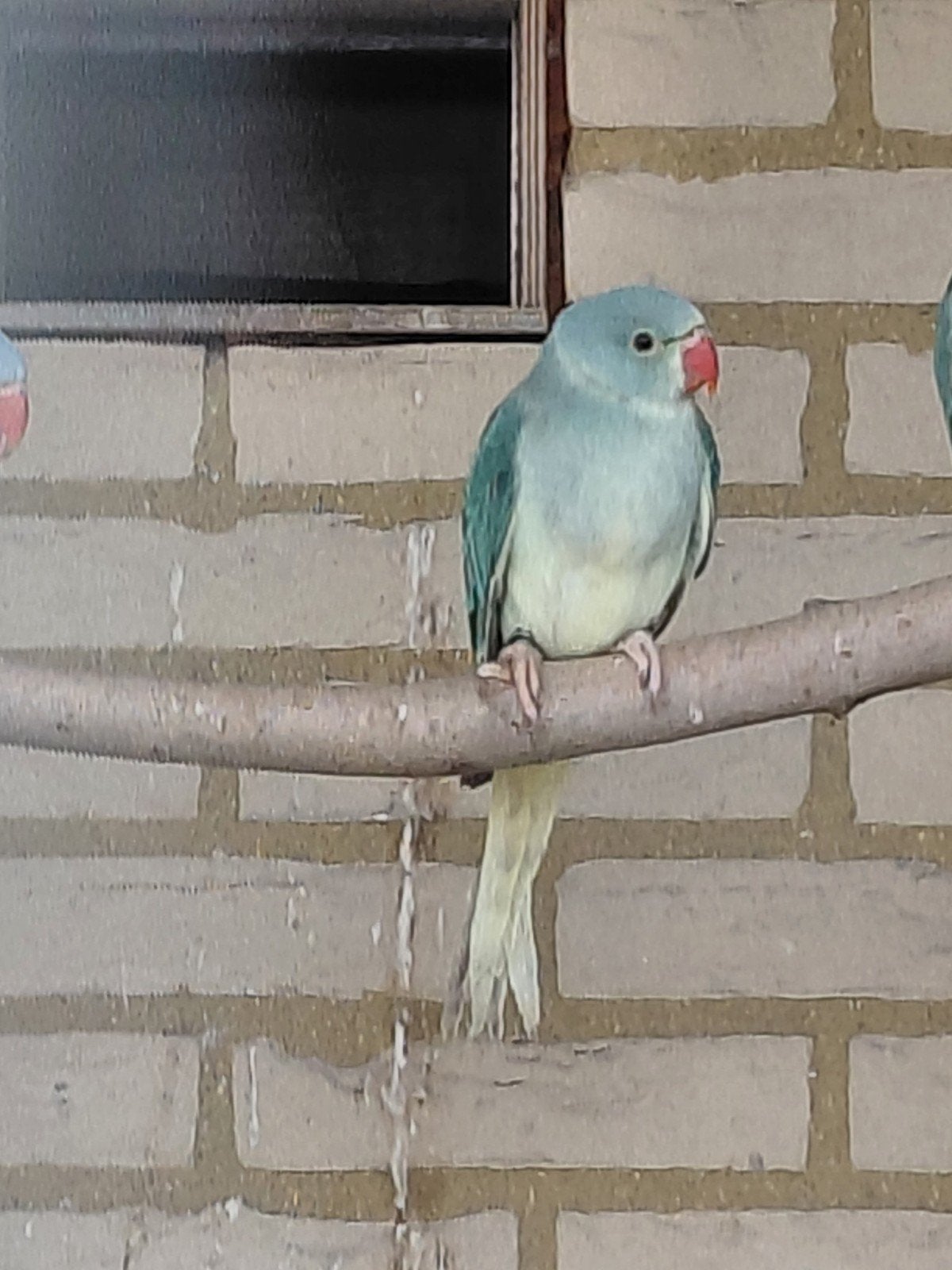 aqua wtkwst halsbandparkiet pop, Dieren en Toebehoren, Vogels | Parkieten en Papegaaien, Vrouwelijk, Parkiet, Geringd