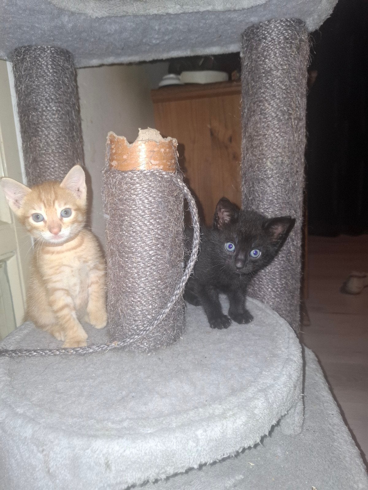 5 lieve kittens, Dieren en Toebehoren, Katten en Kittens | Overige Katten, Kater, Kortharig, 0 tot 2 jaar