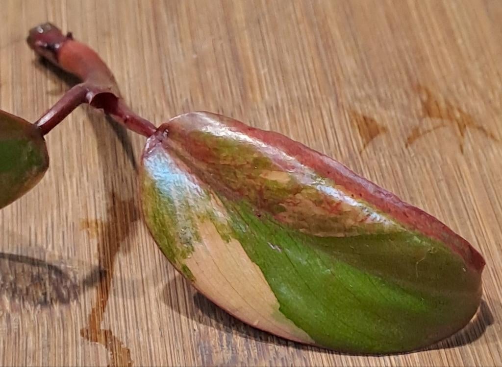 Philodendron Strawberry Shake, Huis en Inrichting, Kamerplanten, Ophalen of Verzenden, Halfschaduw, Minder dan 100 cm