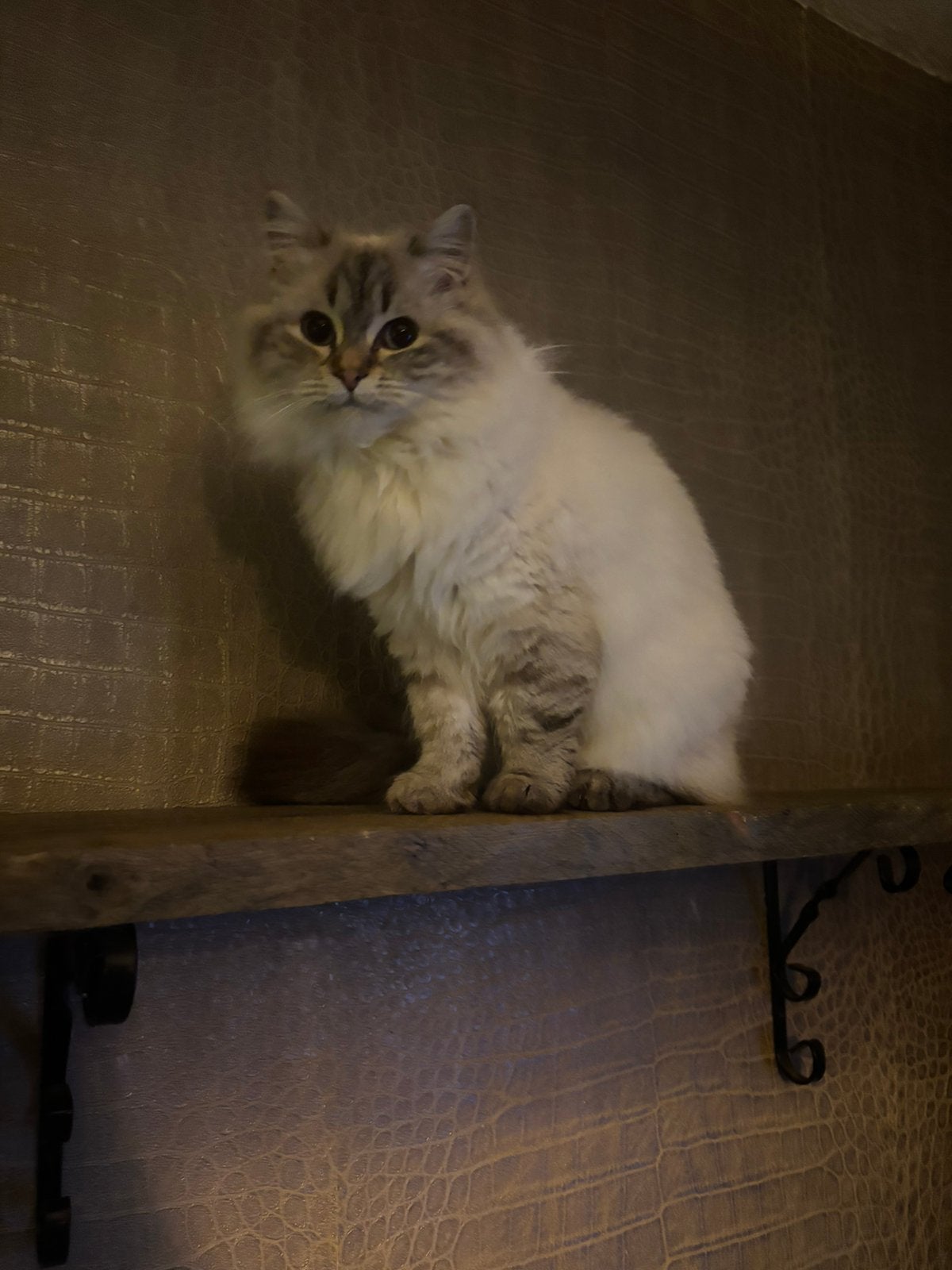 Ragdoll herplaatser, Poes
