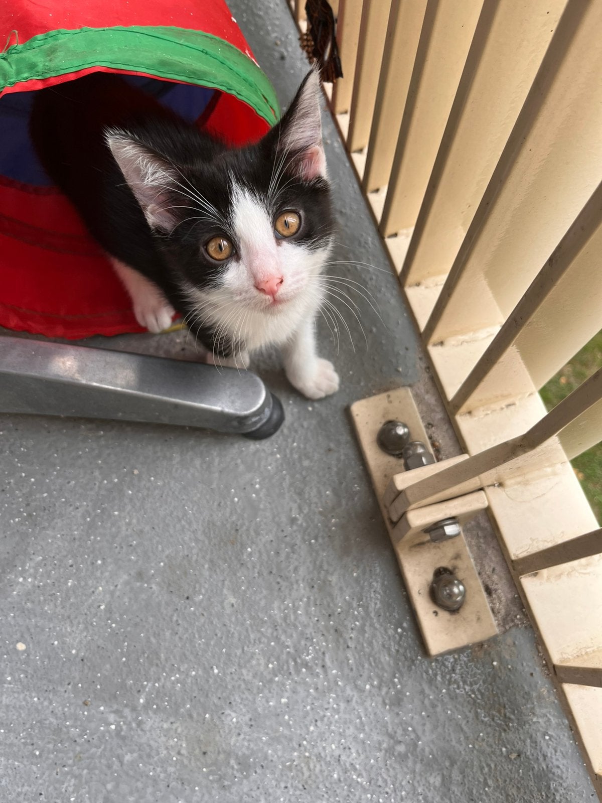 🐱 Lief kitten & kater zoeken een nieuw thuis ❤️, Kater