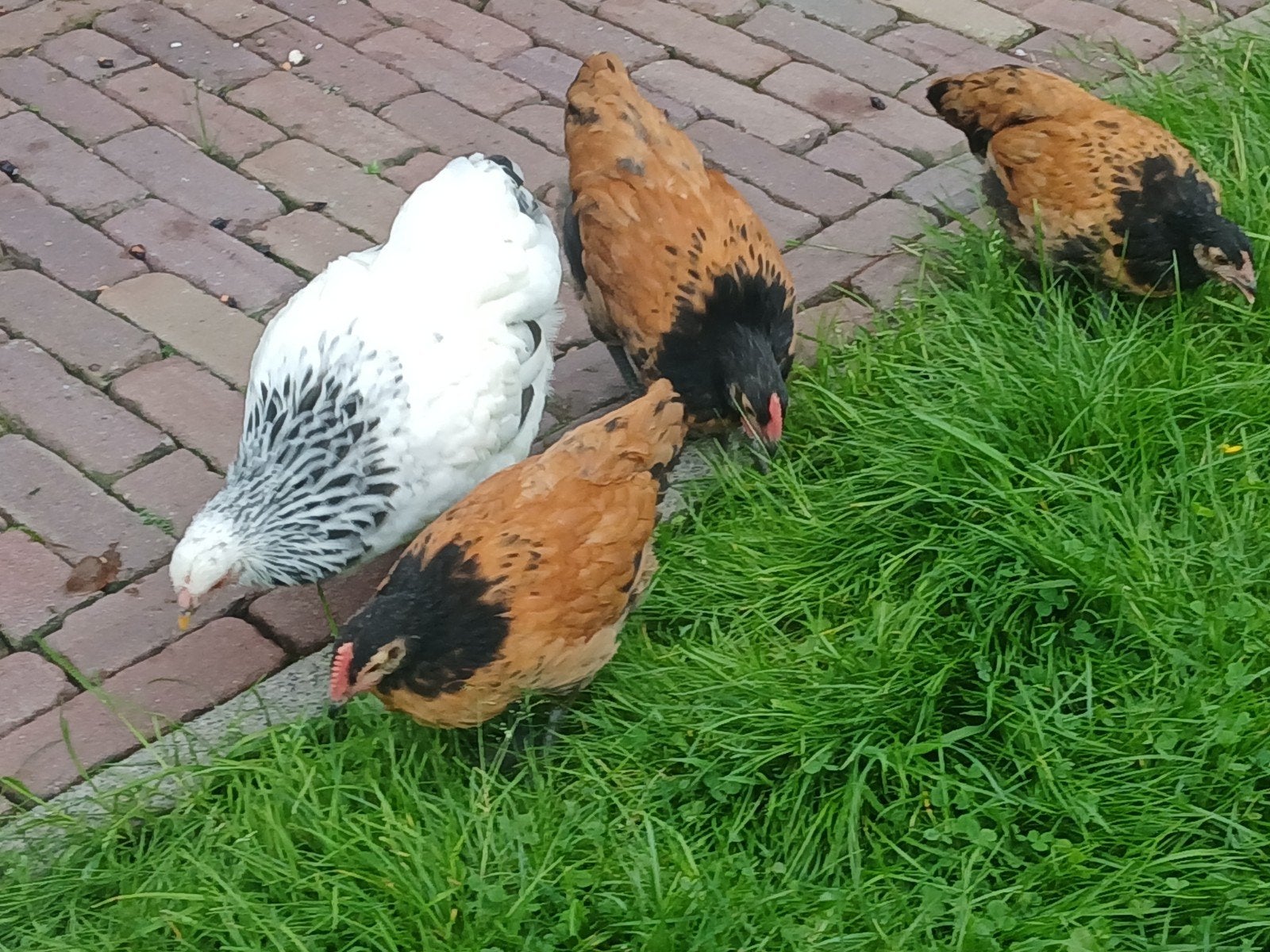 3 Vorwerk haantjes groot, Mannelijk, Kip