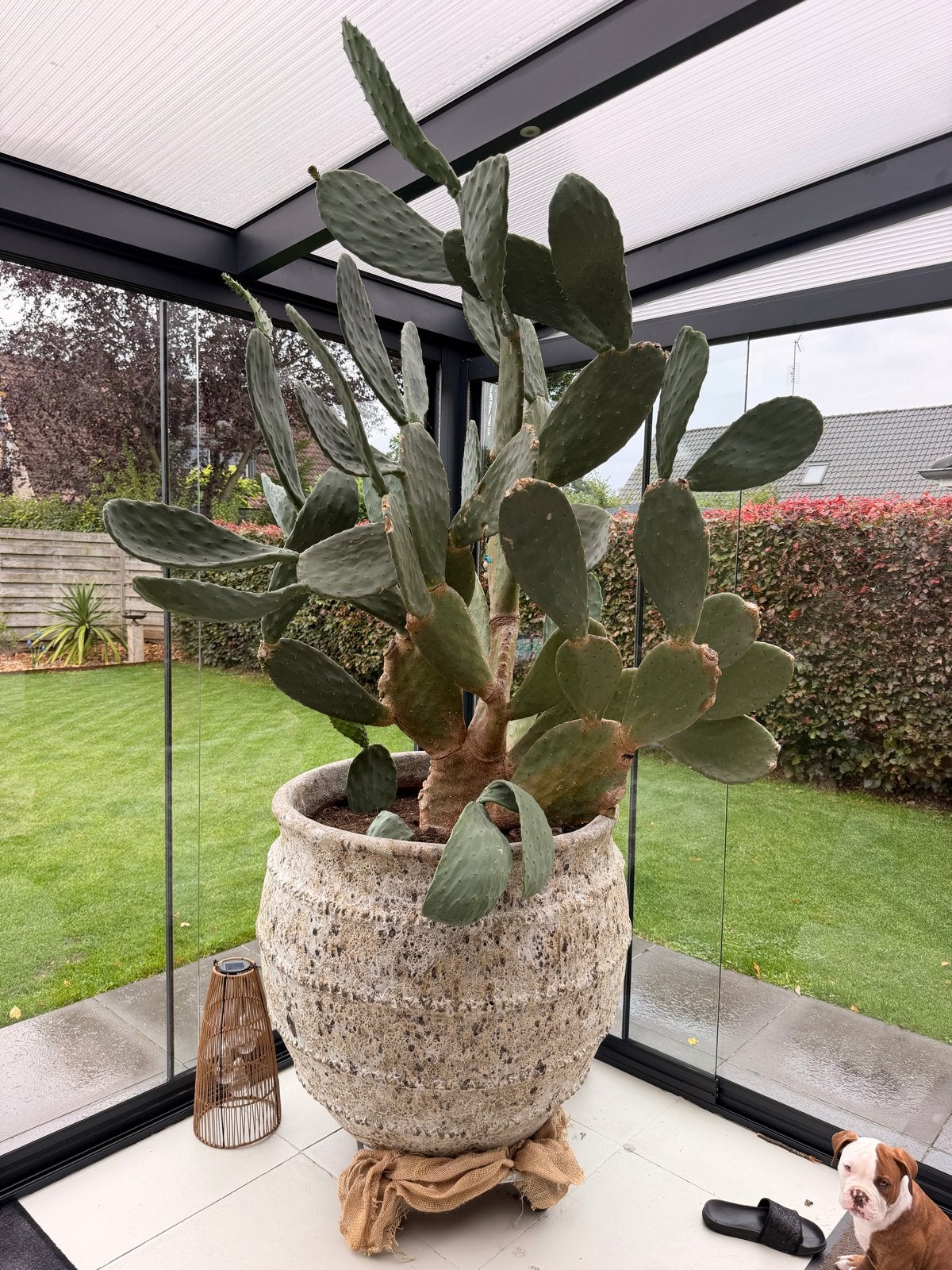 XXXL Opuntia cactus in grote pot totale hoogte 250cm, Tuin en Terras, Planten | Tuinplanten, Volle zon, Vaste plant, Zomer, Ophalen