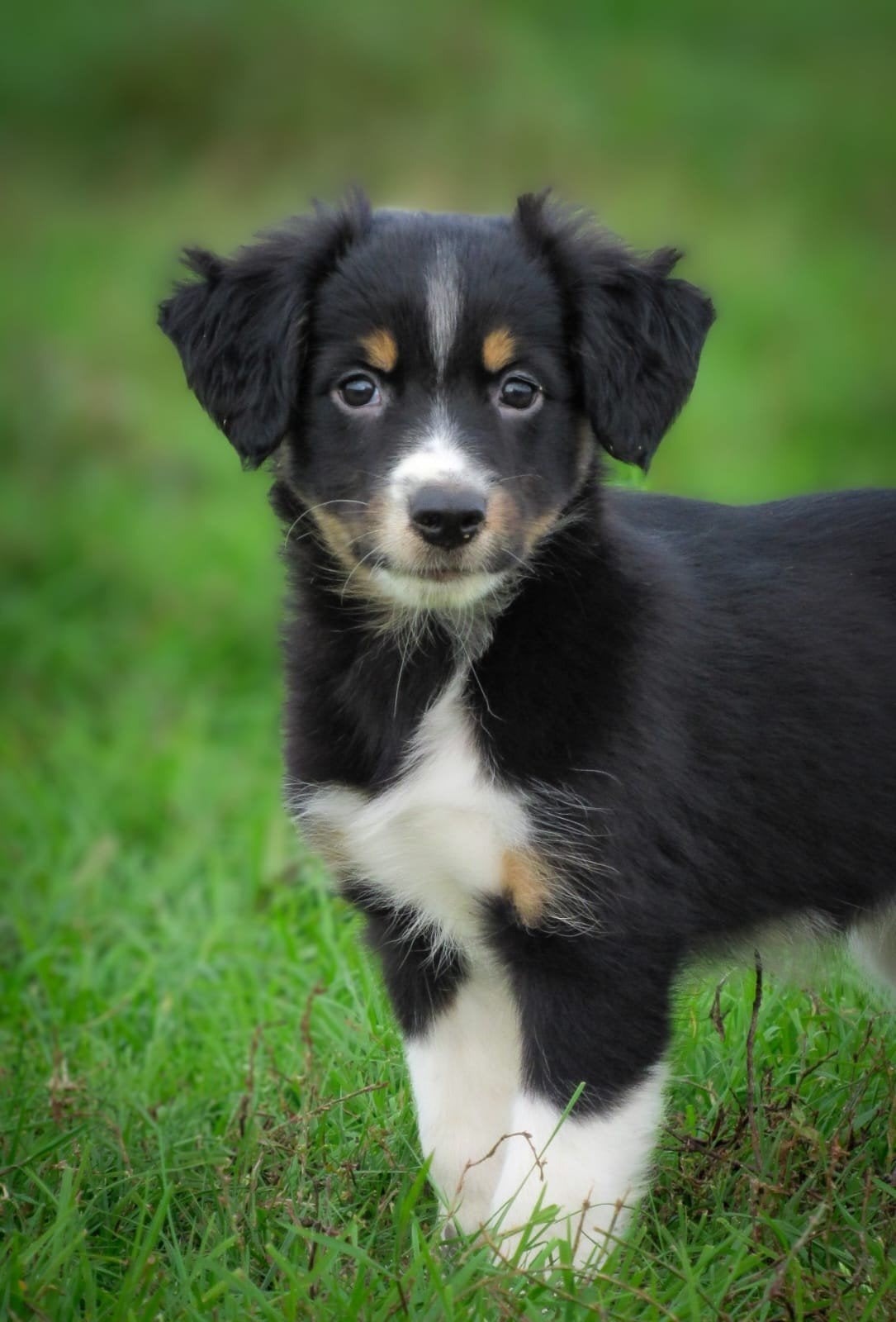 unieke kooiker-stabij x bordercollie pups., Overige rassen, 8 tot 15 weken, CDV (hondenziekte), Meerdere