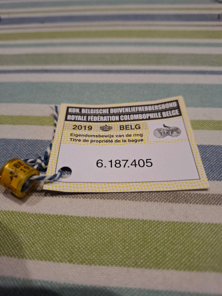 Ring 2019 belg, Mannelijk, Overige soorten