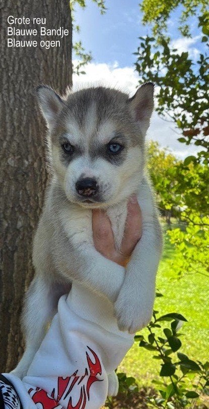 Prachtige husky pups blauwe ogen, Dieren en Toebehoren, 8 tot 15 weken, Poolhond, Meerdere, Meerdere dieren