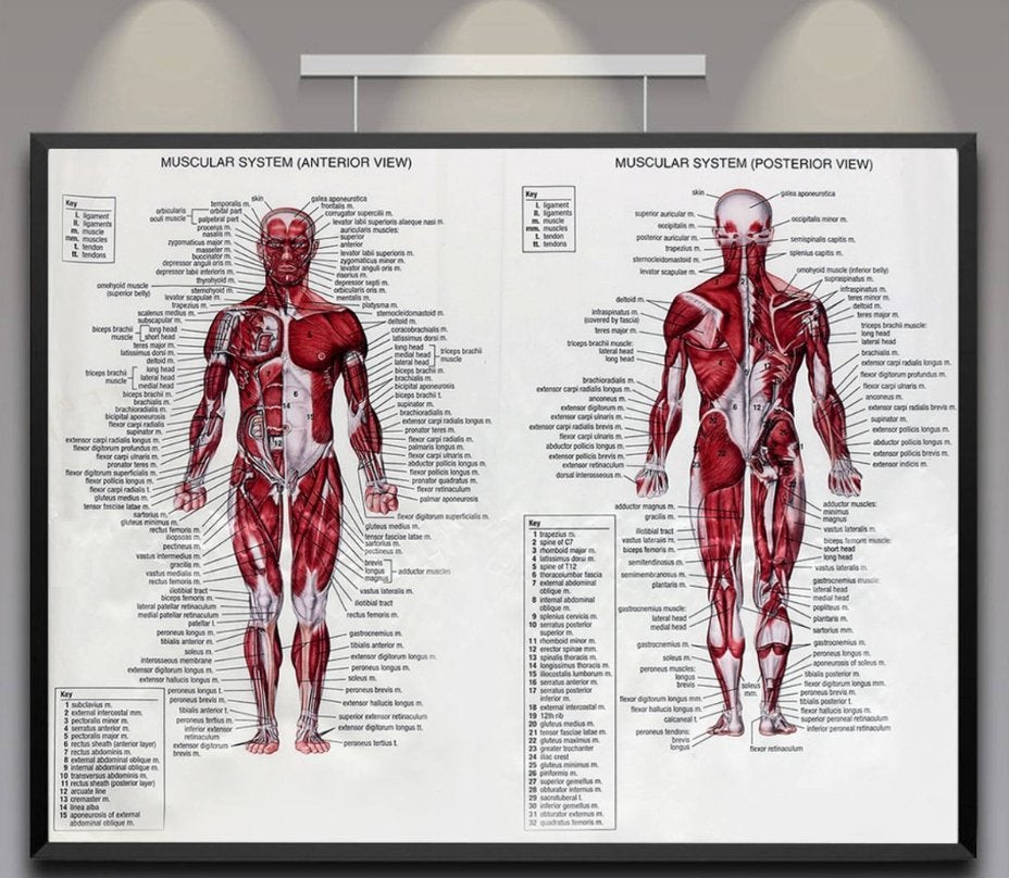 Spieren Menselijke Anatomie Poster / School Medisch Mens, Verzenden, Nieuw, Deurposter of groter, Overige onderwerpen