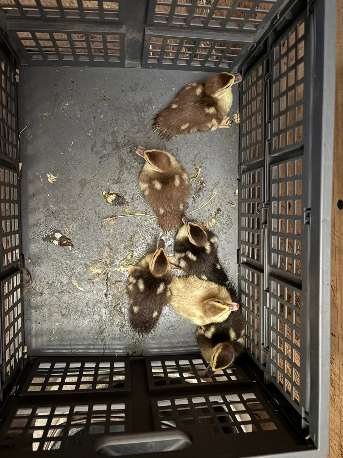 Jonge muskus eenden, Dieren en Toebehoren, Pluimvee, Meerdere dieren, Eend