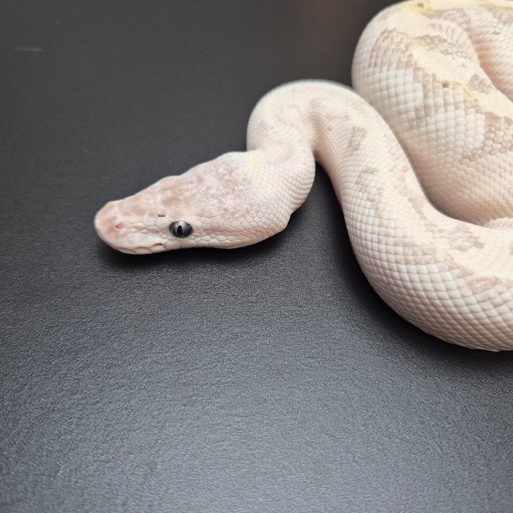 bamboo mystic pb. regius Ball Python photo 2