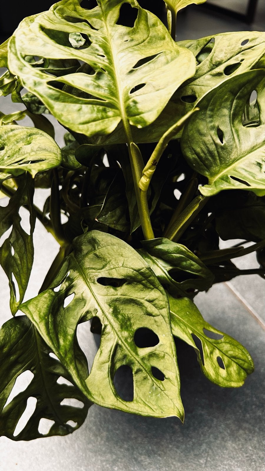 Monstera Monkey Leaf Gatenplant, Vaste plant, Bloeit niet, Halfschaduw, Ophalen