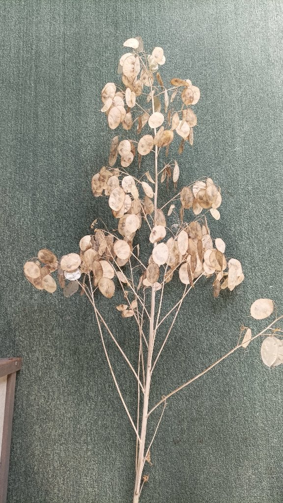 droogbloem, judaspenning, Ophalen of Verzenden, Nieuw