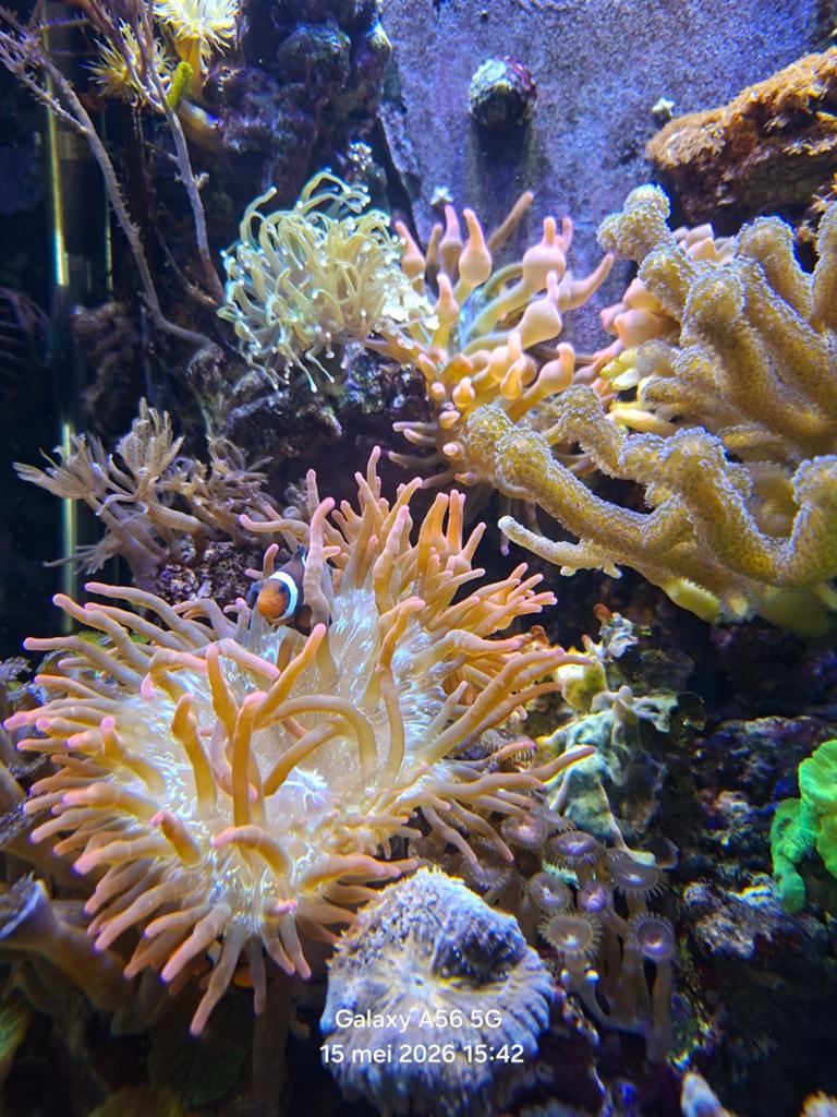 Te Koop; Rode Tepelanemoon met groen hart., Dieren en Toebehoren, Vissen | Aquariumvissen, Overige typen, Zoutwatervis