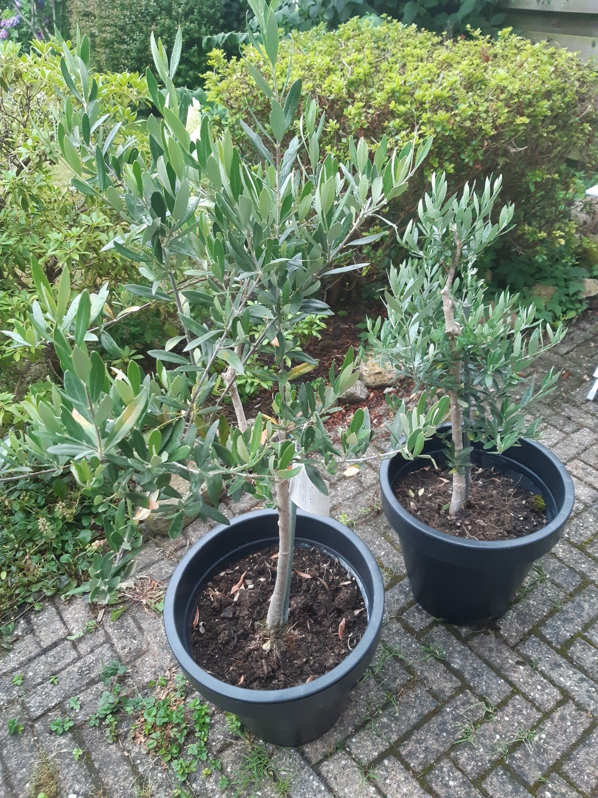 Twee Olijfbomen (Olea Europaea) - 120cm en 90cm hoog, Tuin en Terras, Planten | Tuinplanten, Volle zon, Vaste plant, Lente, Ophalen