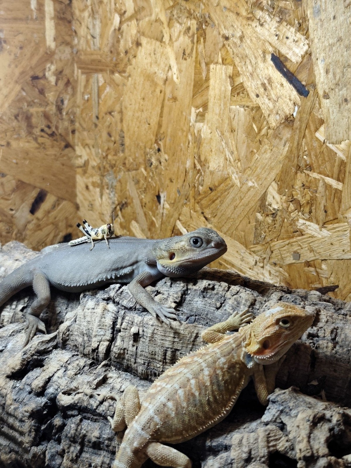 Jonge Baardagaam, Pogona Vitticeps. Bearded Dragon photo 5