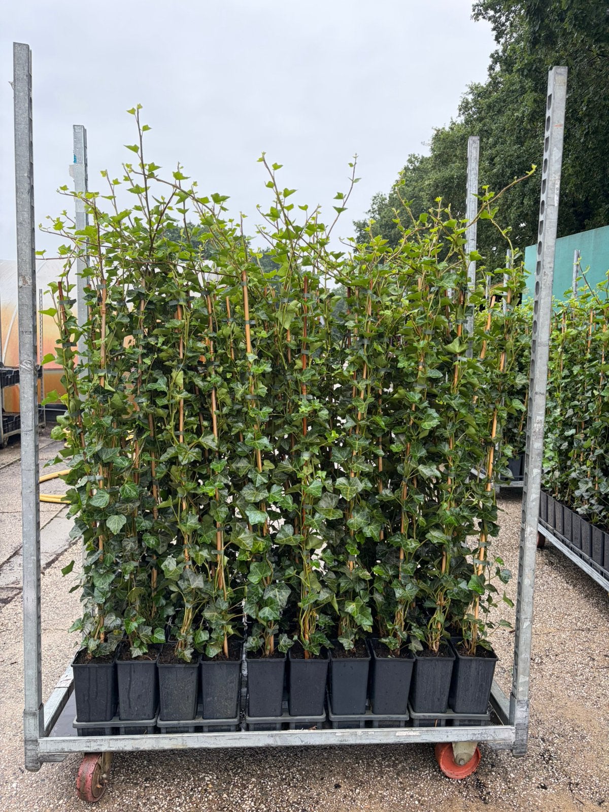 Hedera’s 125 tot 150 cm, Tuin en Terras, Ophalen, Overige soorten, 100 tot 250 cm