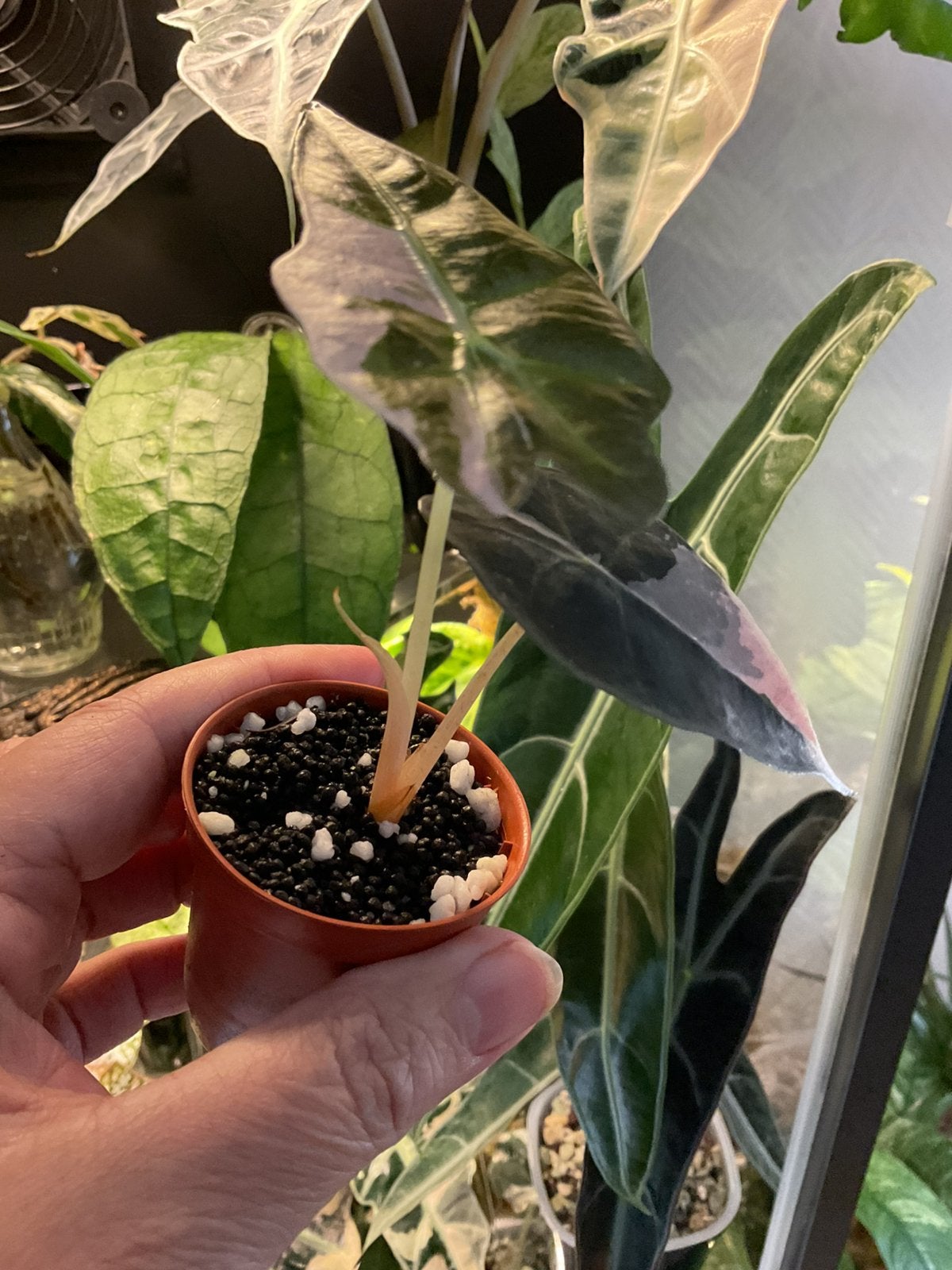 Alocasia Pink Amazonica Polly- variegata pink, Overige soorten, Vaste plant, Verzenden, Bloeit niet