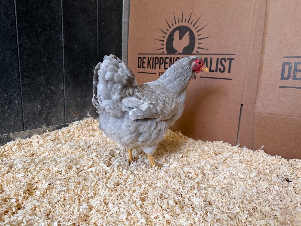 Wyandotte kriel Parel Grijs Wit Gepareld gesekst en ingeënt, Dieren en Toebehoren, Pluimvee, Vrouwelijk, Kip
