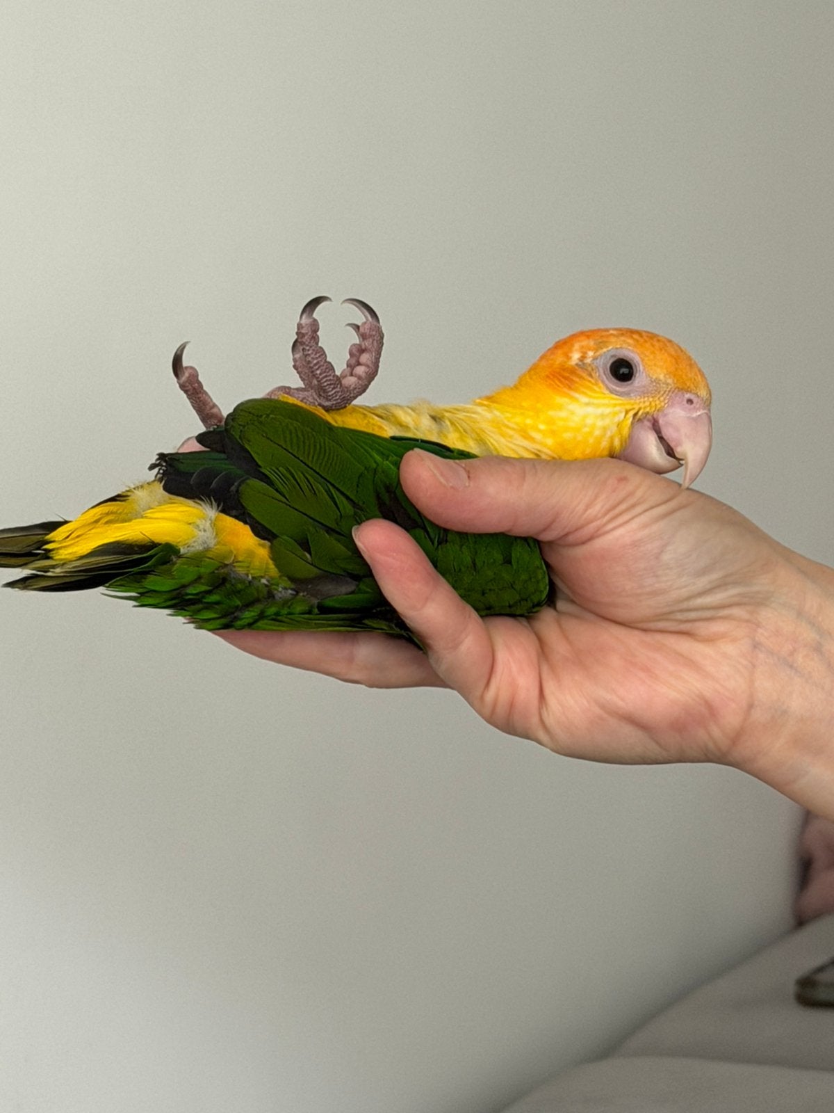 Super tamme caique baby 2026, Dieren en Toebehoren, Vogels | Parkieten en Papegaaien, Geslacht onbekend, Papegaai, Geringd