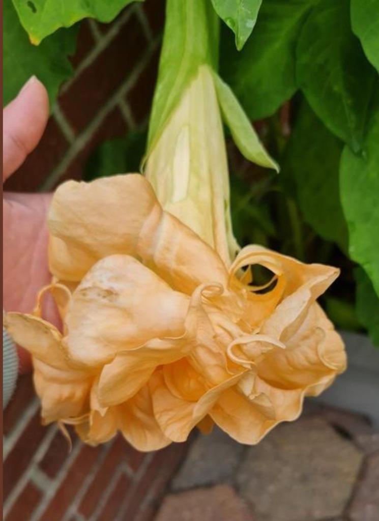 Brugmansia Angels flight variegated, Ophalen, Overige soorten, Volle zon