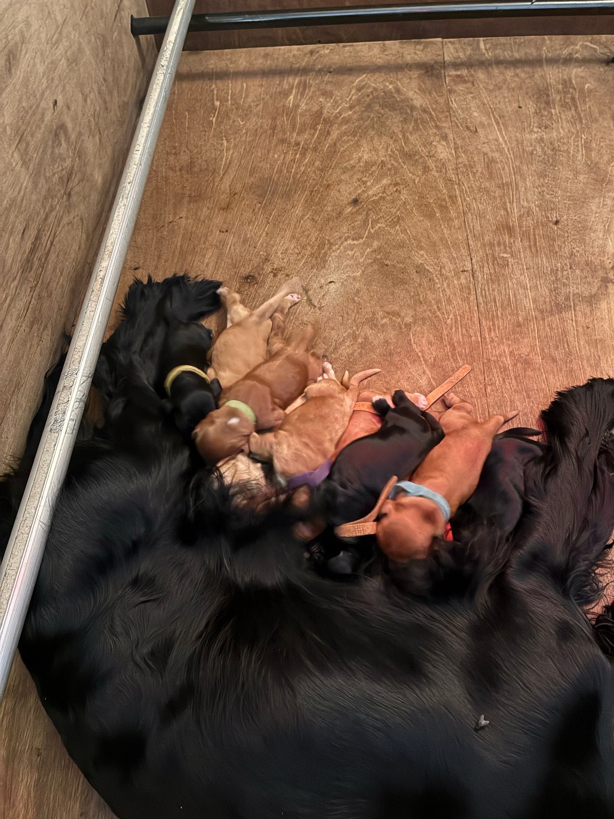 Engelse cocker spaniël pups., Dieren en Toebehoren, Honden | Retrievers, Spaniëls en Waterhonden, Meerdere dieren, Spaniël, Particulier