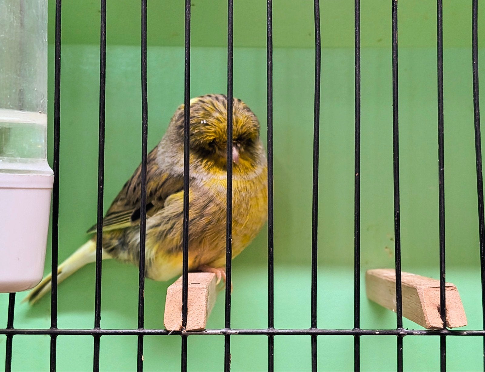 Top kwaliteit gloster kanaries, Meerdere dieren, Postuurkanarie
