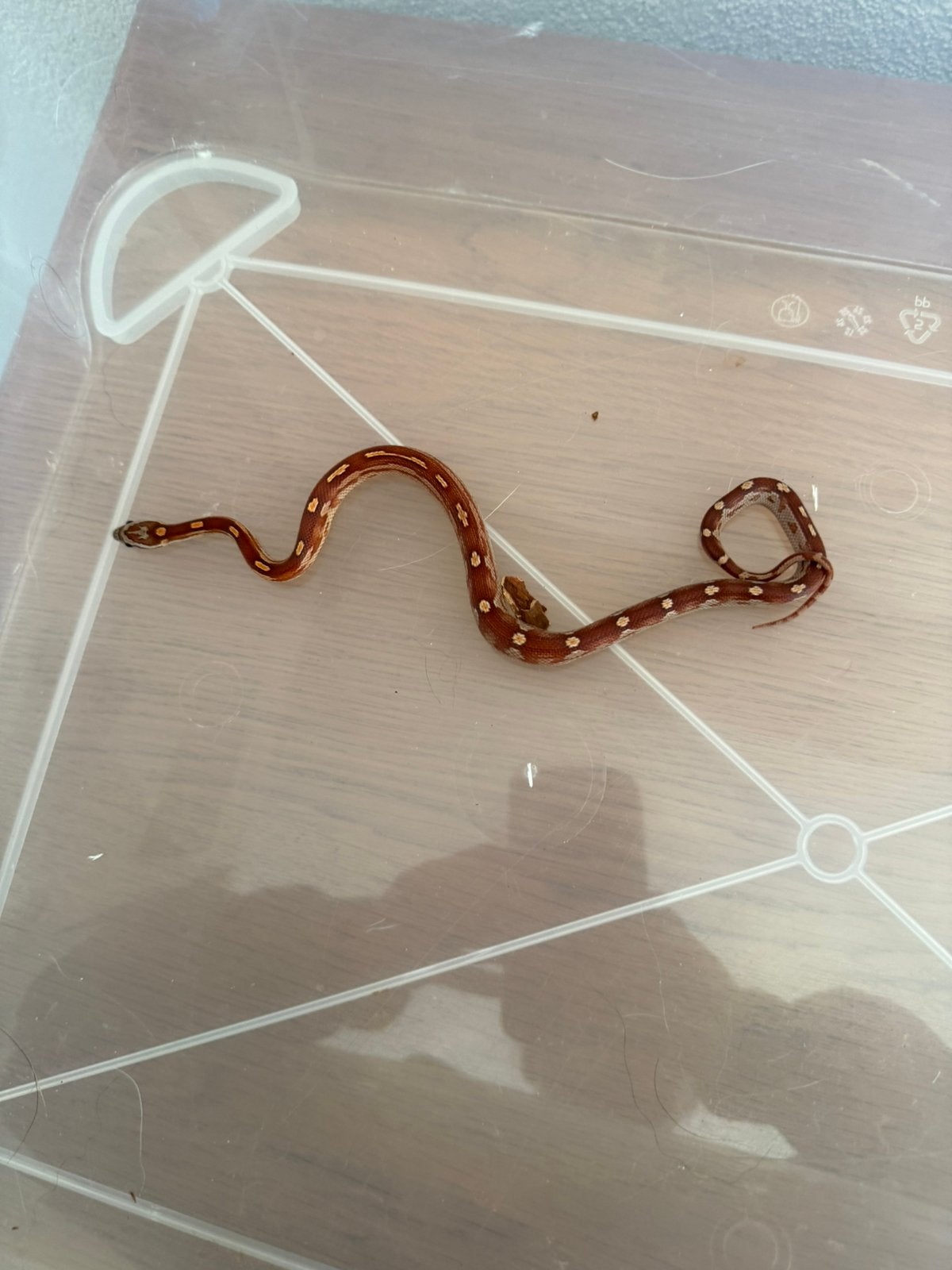 Baby rattenslang Rat Snake - unknown for sale from D