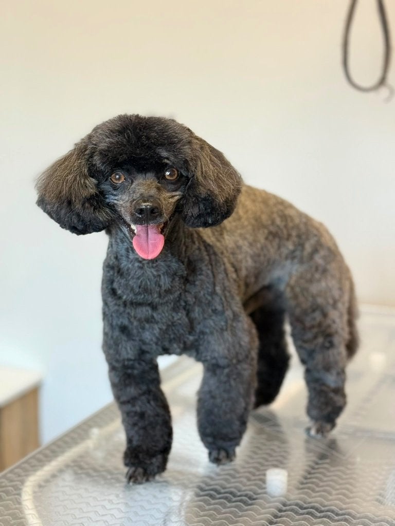 Toy poedel X Maltipoo dekreu aangeboden, Dieren en Toebehoren, Reu, Parvo, Eén hond, 3 tot 5 jaar