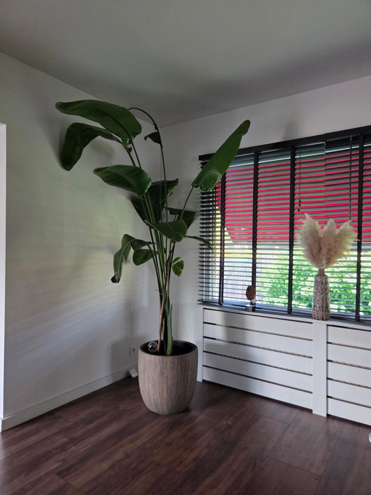 Grote Strelitzia van 2.50 meter inclusief pot, Ophalen