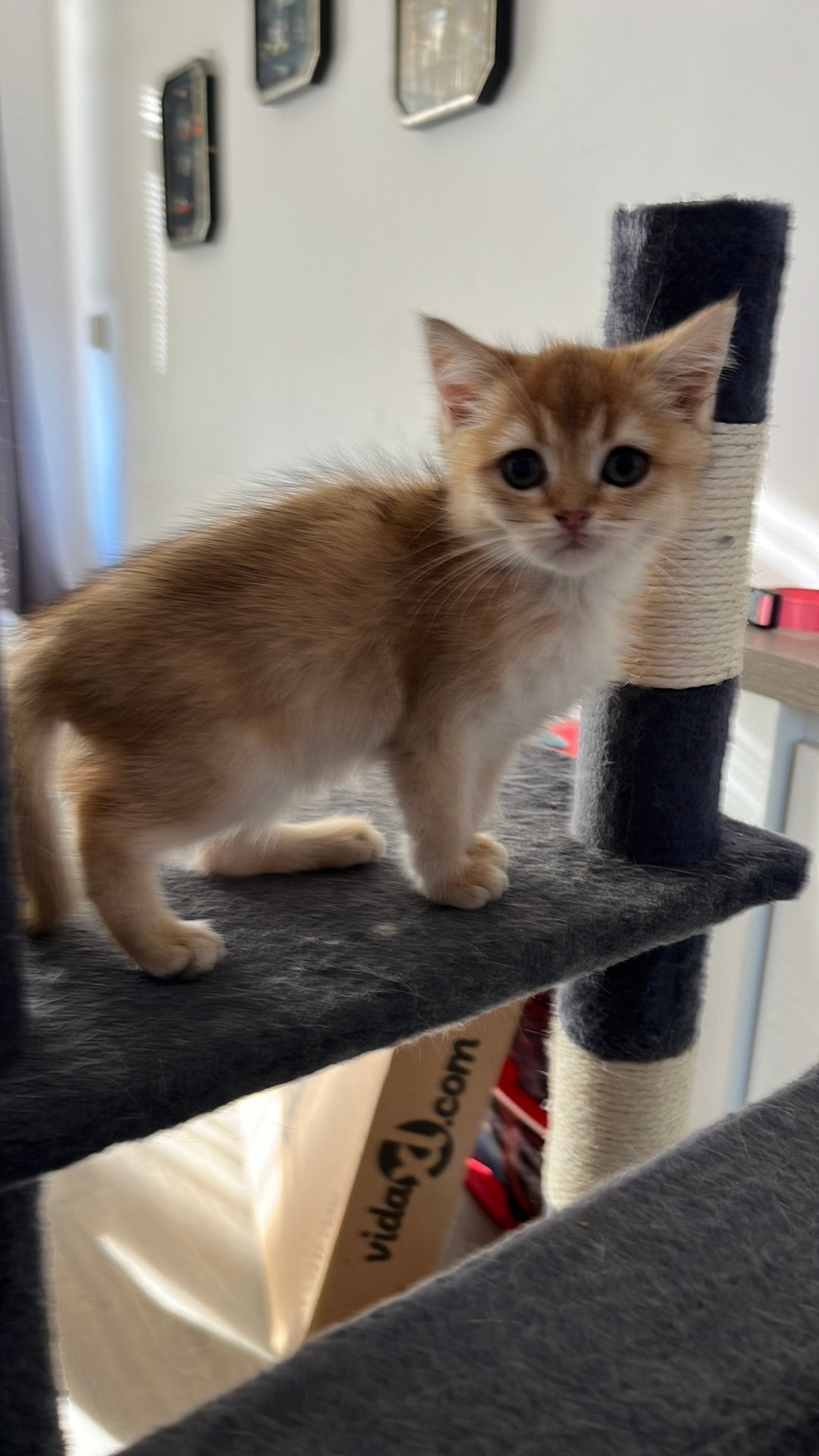 Meerdere Britse korthaar katten en kittens te koop., Meerdere dieren, Ontwormd, 0 tot 2 jaar