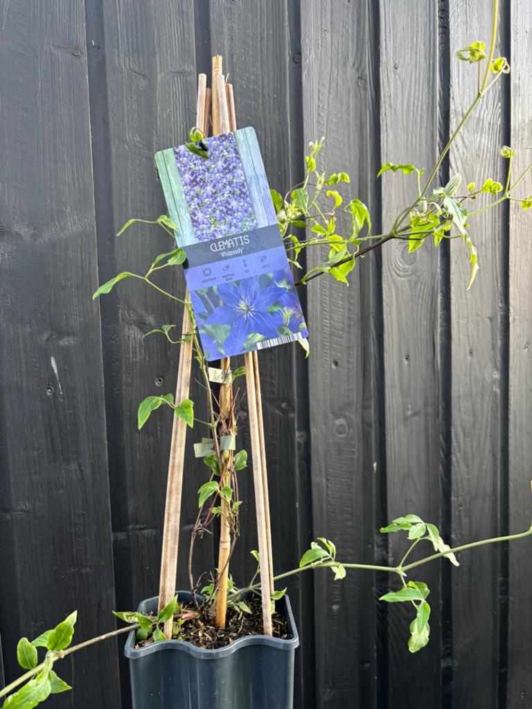 Clematis, Ophalen, Klimplanten, Halfschaduw