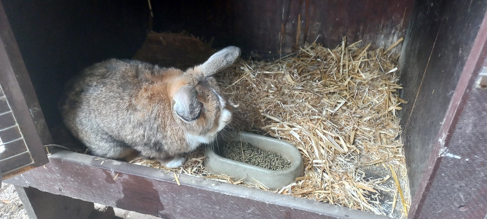 dwergkonijnen, Dieren en Toebehoren, Maart, Mannelijk, Overige typen