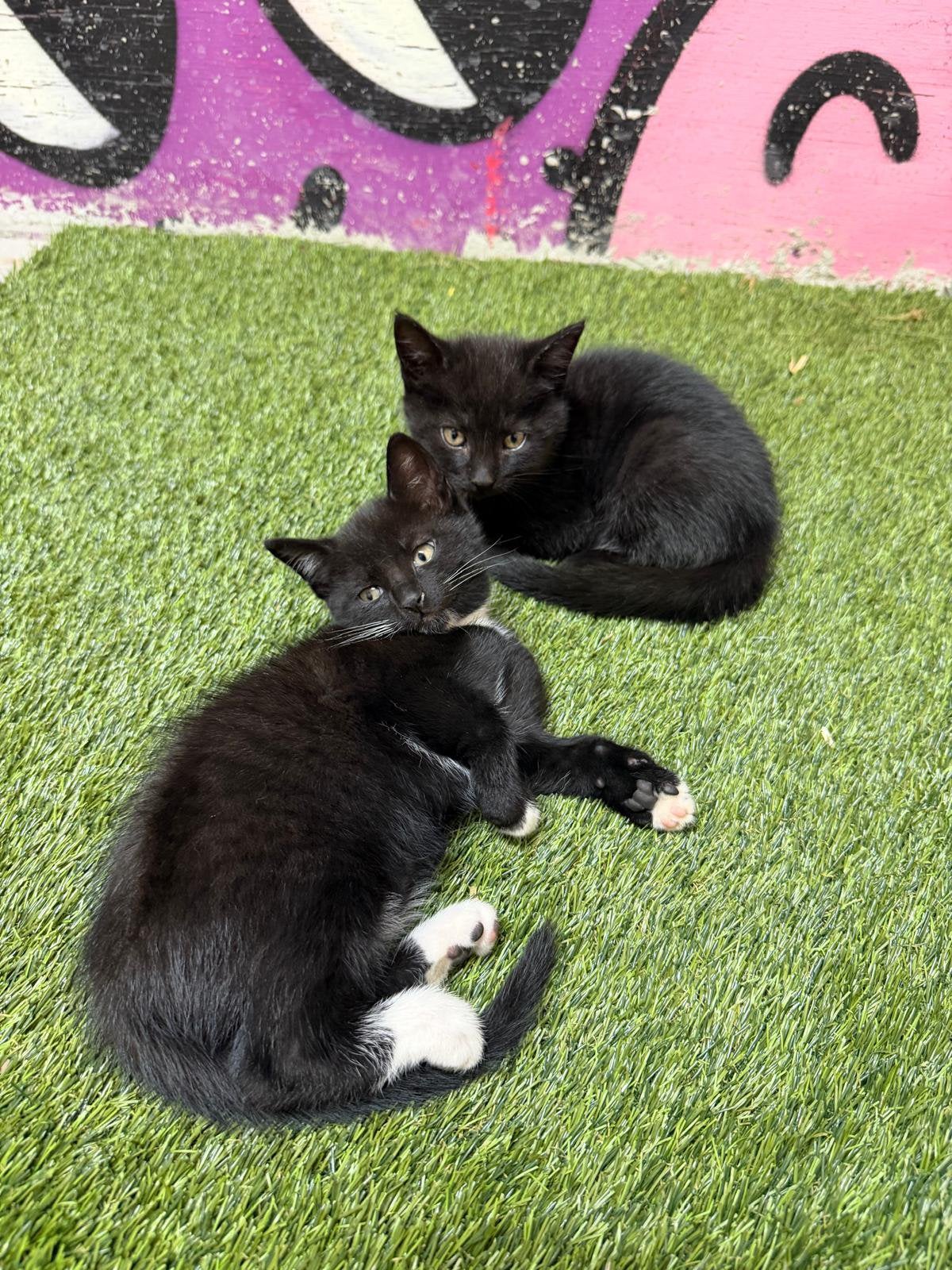 Prachtige kittens, Meerdere dieren
