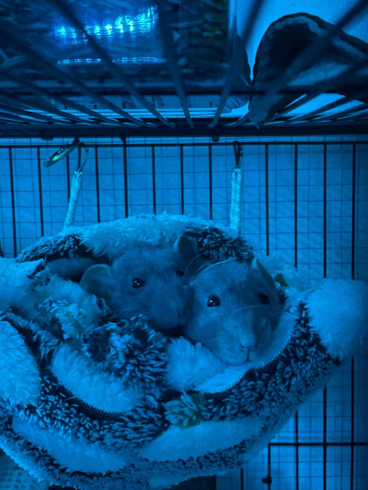 Tamme vrouwtjes rat, Dieren en Toebehoren, Rat, Vrouwelijk, Januari, Tam