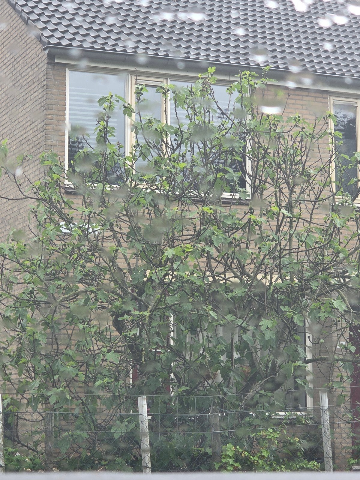 Vijgenboom, Ophalen