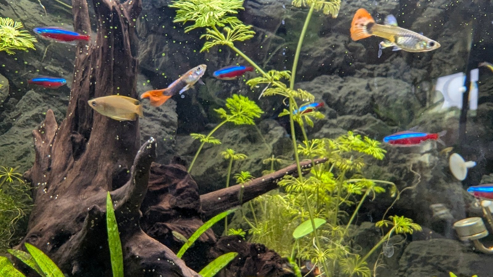 Groepje Guppies, Dieren en Toebehoren, Vis, Zoetwatervis