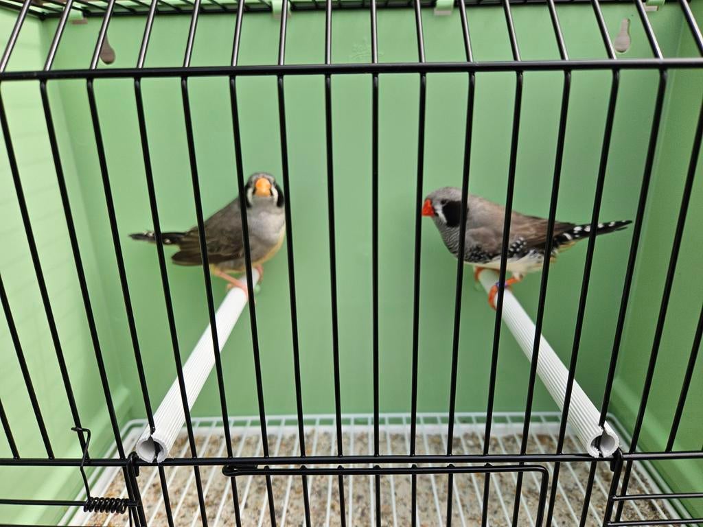 Koppel zwartwang grijs zebravinken - geringd, Meerdere dieren, Tropenvogel, Geringd