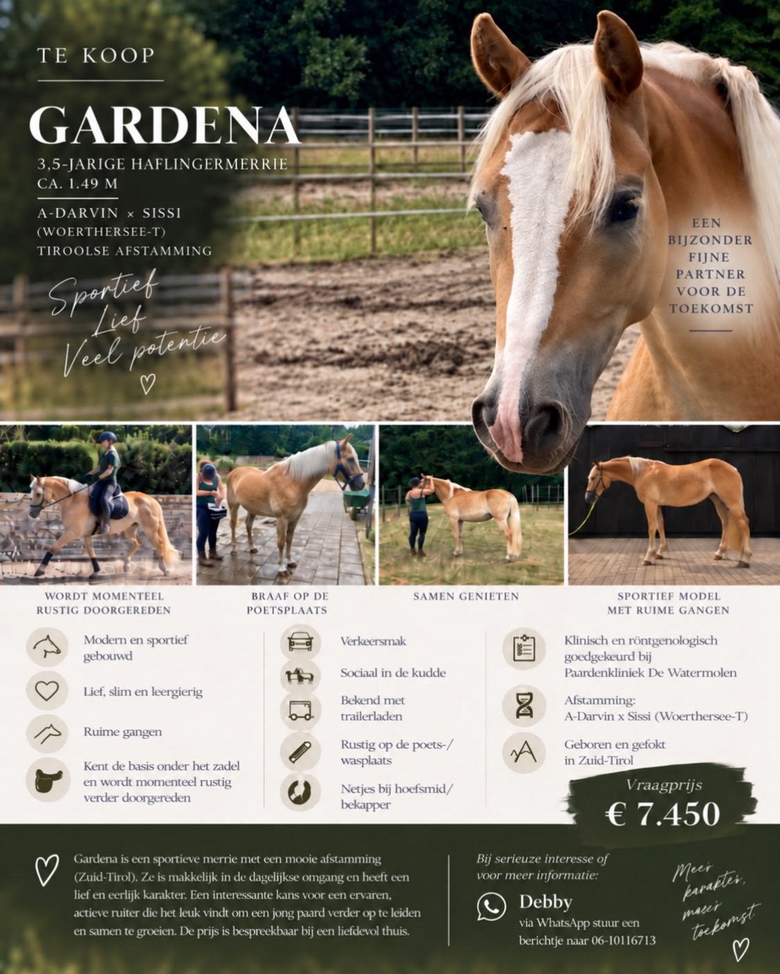 Sportieve Haflinger merrie, Merrie, Minder dan 160 cm, Met stamboom, Dressuurpaard