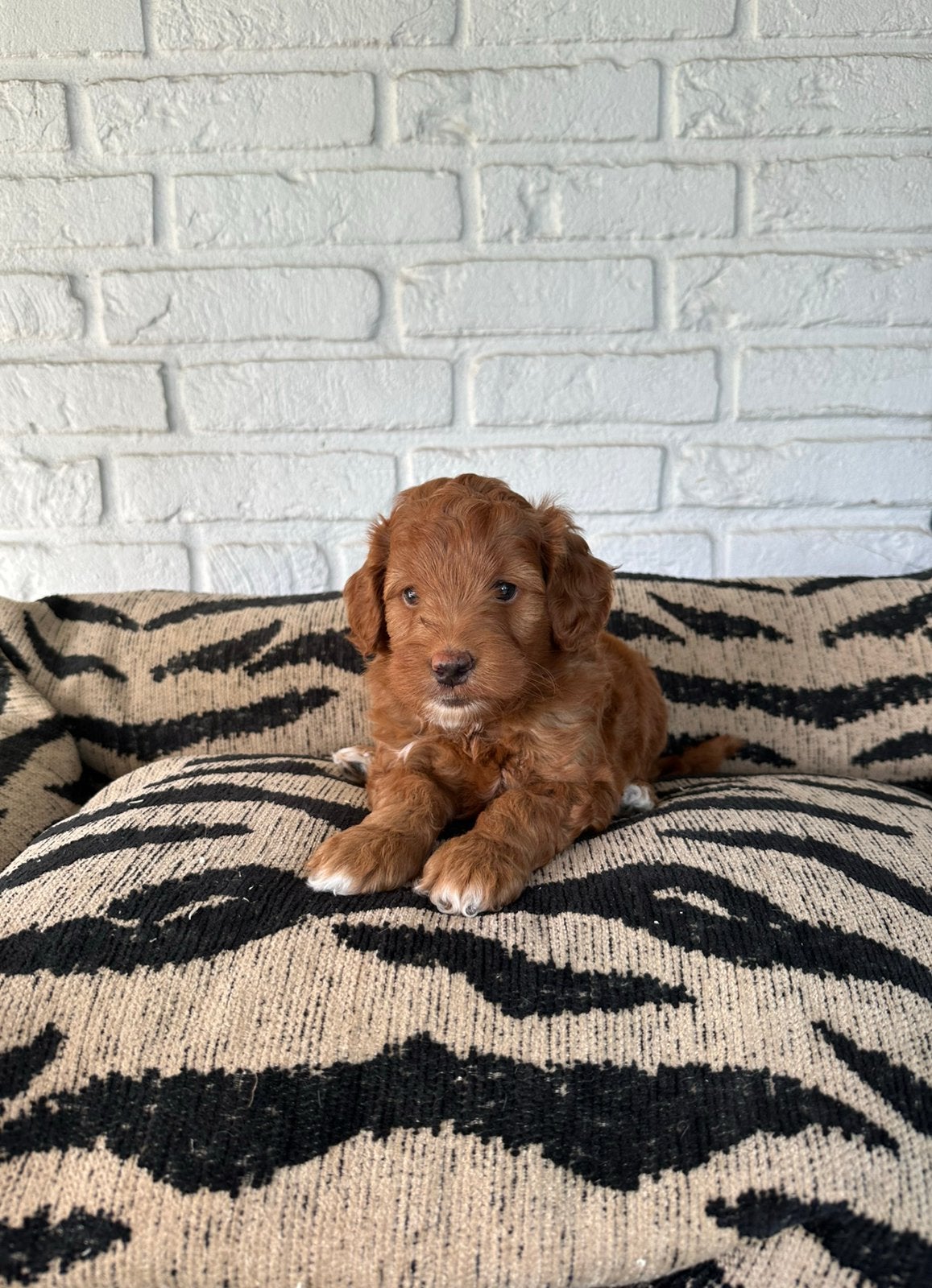 Mini labradoodle pups labradoodle x toy poedel, Parvo, Nederland, Overige rassen, 8 tot 15 weken