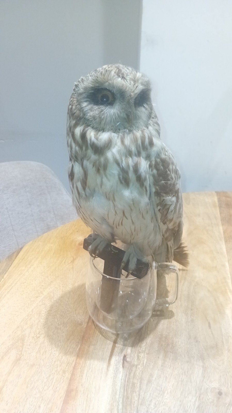Velduil opgezet taxidermie, Ophalen of Verzenden