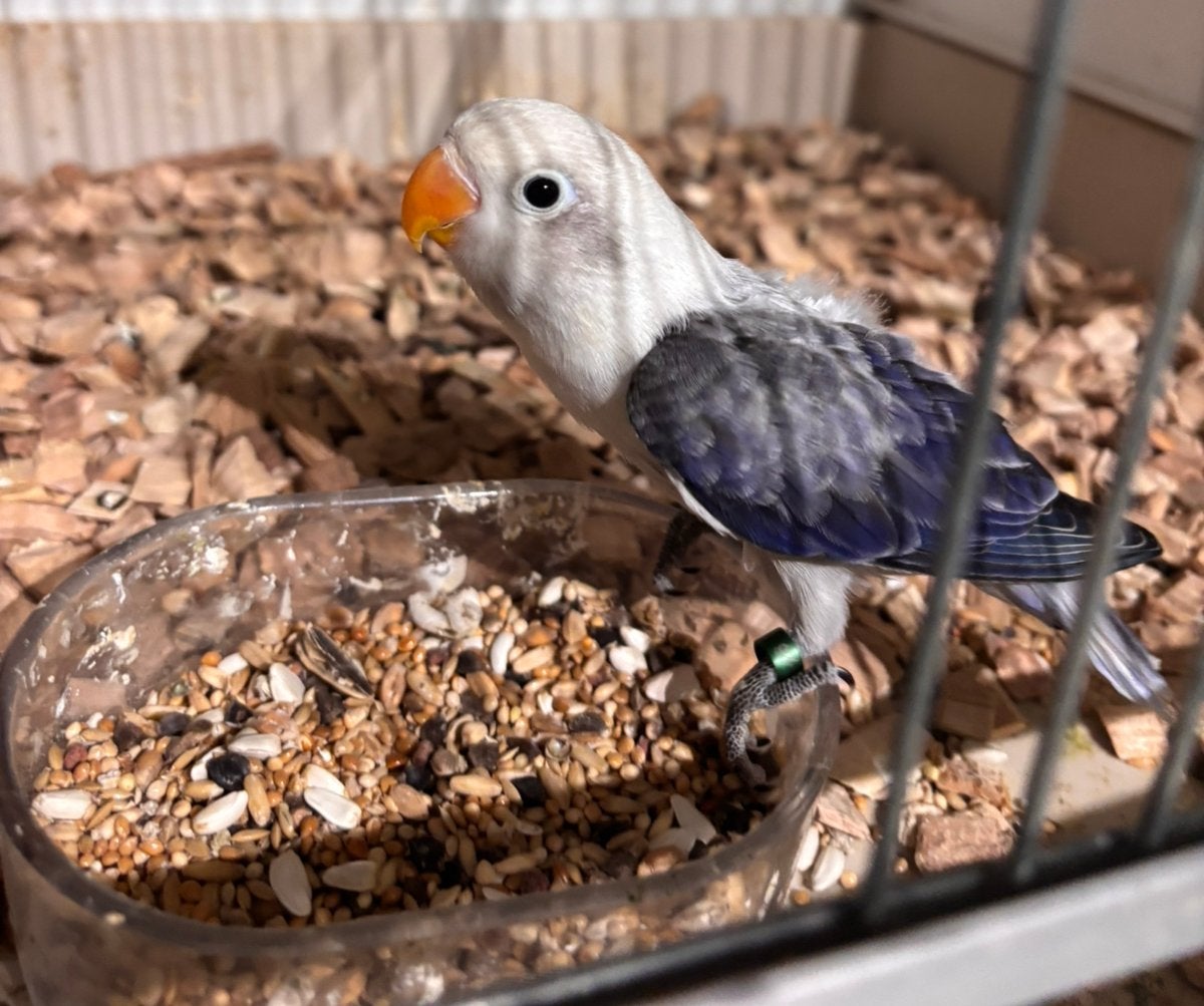 Baby Agapornis Fischerie, Geslacht onbekend, Dwergpapegaai of Agapornis, Geringd