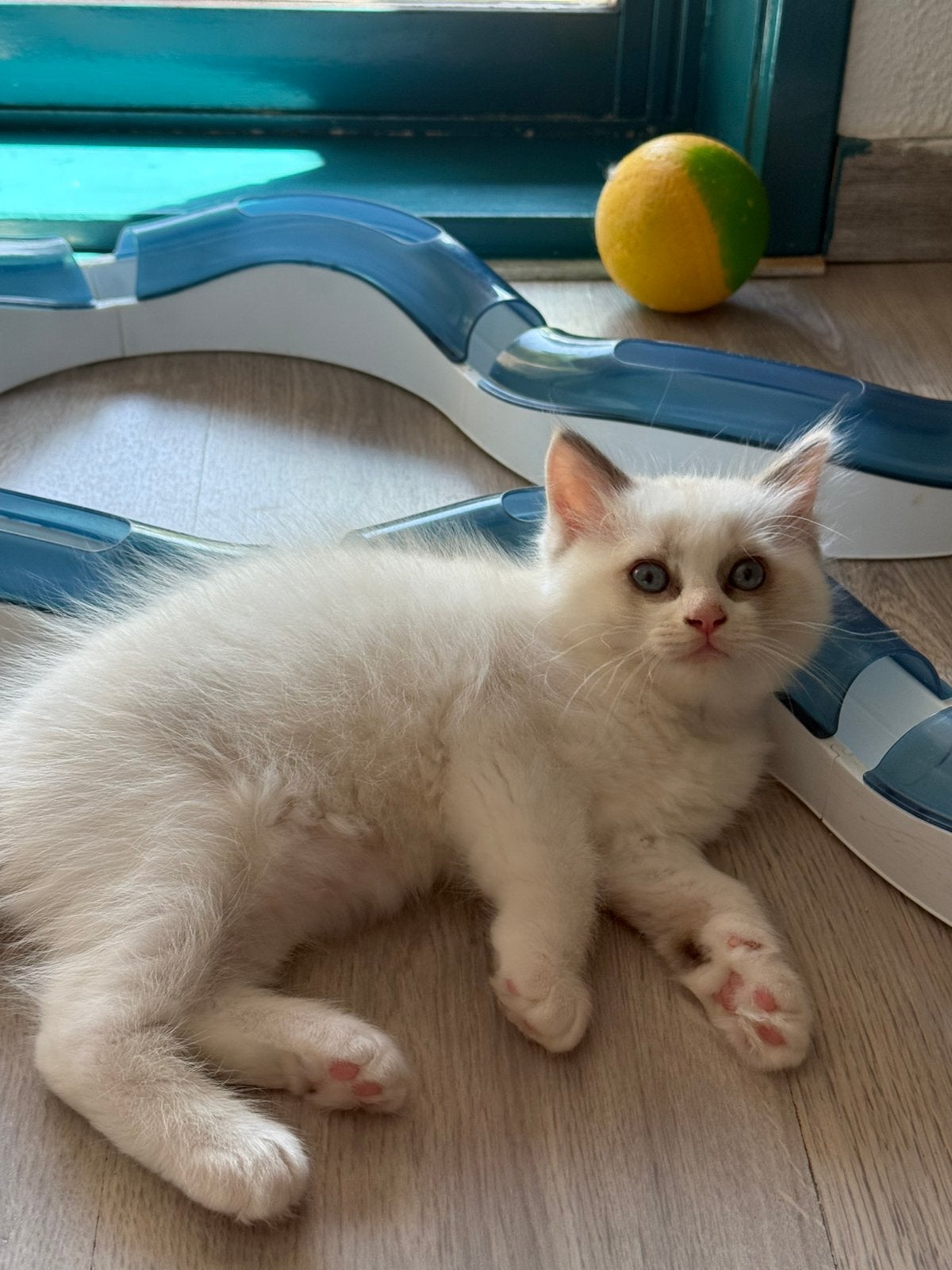 Nog 2 prachtige Ragdoll kittens met stamboom te koop, Meerdere dieren, Met stamboom, 0 tot 2 jaar