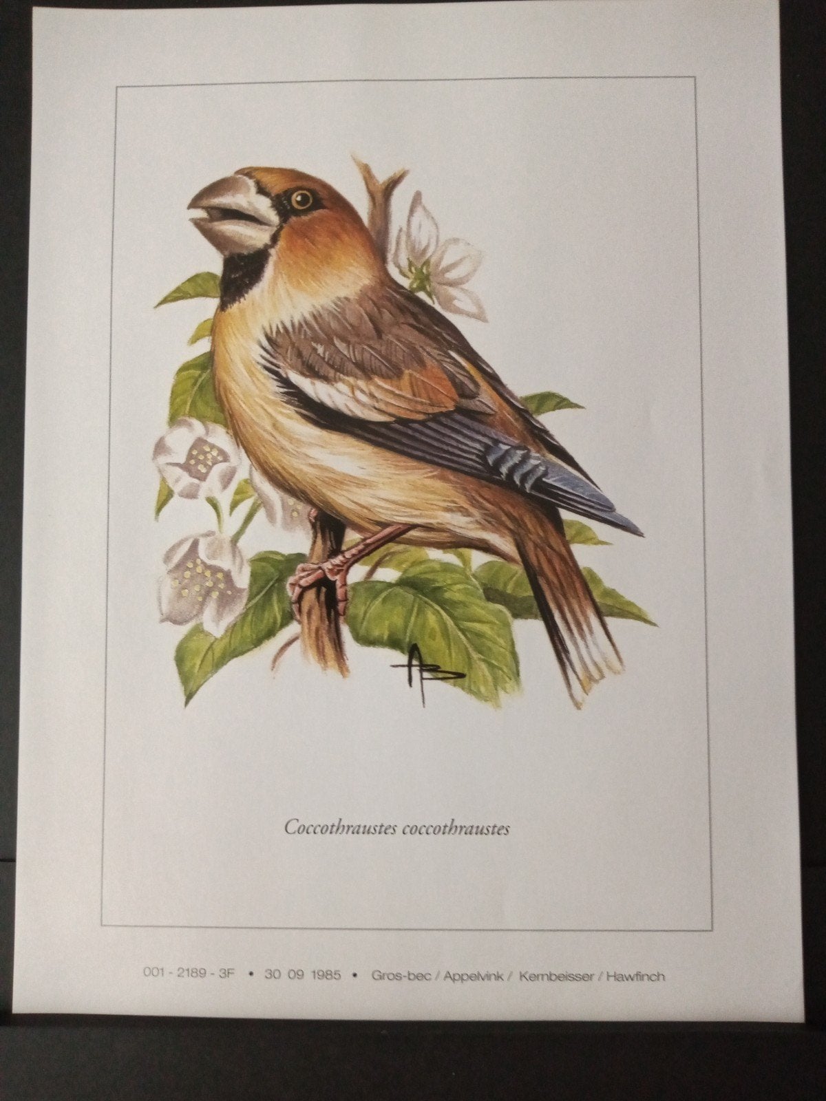 Prent Appelvink getekend André Buzin tekenaar / illustrator, Verzenden, 1980 tot heden, Zo goed als nieuw, Dier